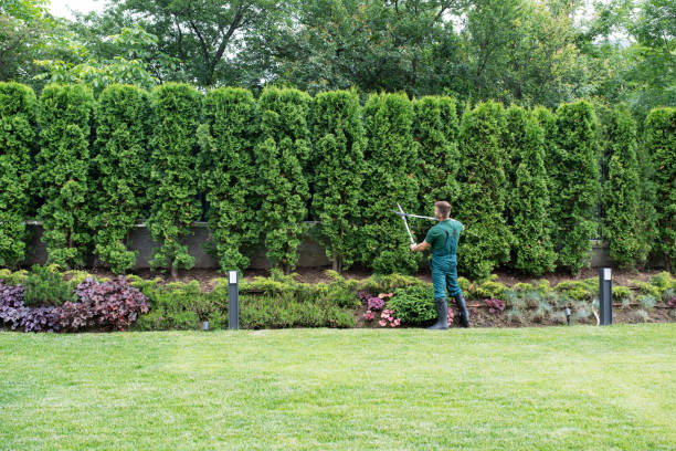 Lawn Watering Services in Elm Springs, AR